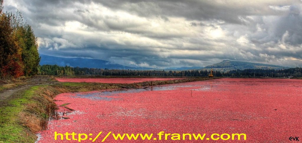 Cranberry Resource Page